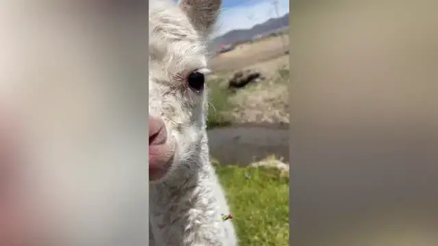 Video thumbnail for Man Finds Lost Baby Alpaca And Helps It Get Home | Happily TV