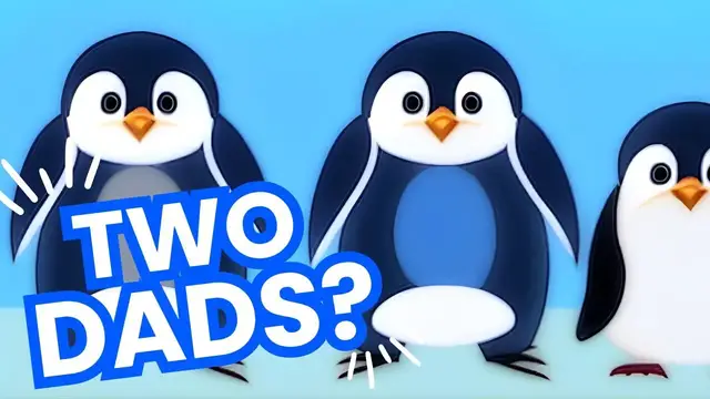 Video thumbnail for Penguin Families: Love and Diversity in the Animal Kingdom