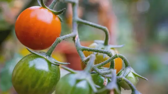 Video thumbnail for Grow Tumbling Tom Tomatoes: A Complete Guide for Small Spaces