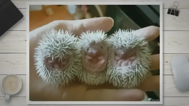 Video thumbnail for How Smart are Hedgehogs? A Fascinating Insight