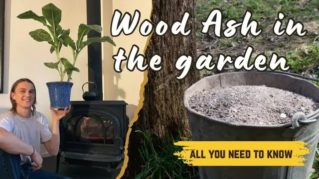Video thumbnail for Ash in the Garden: A Natural Free Fertilizer for Healthier Plants - How to Use, Benefits & Harm