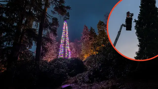 Video thumbnail for Tallest bedded Christmas tree
