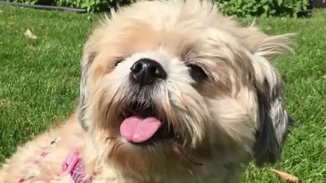 'Video thumbnail for 10 Amazing Shih Tzu Facts You Didn’t Know | The Lovable Lion Dog'