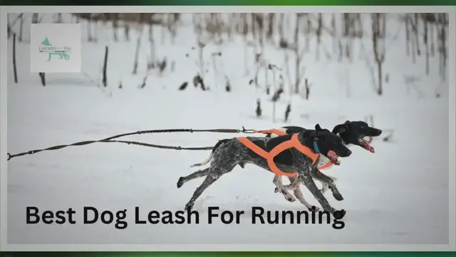Video thumbnail for 12 Best Dog Leash For Running In 2023 (Tested & Reviewed)