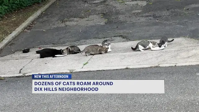 Video thumbnail for 'We just want to get them help': Dozens of cats roam Dix Hills neighborhood following homeowner eviction