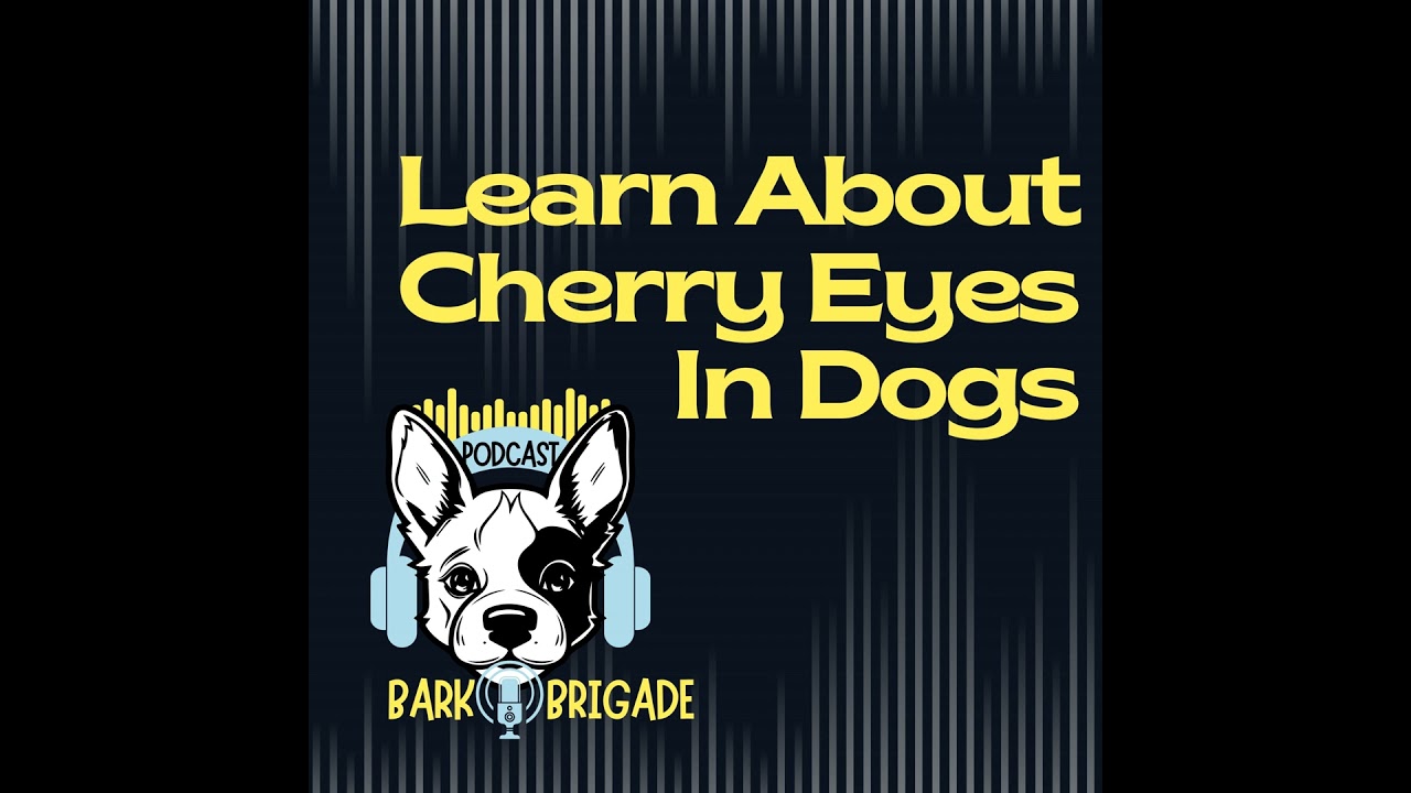Video thumbnail for Cherry Eyes in Dogs: Signs, Symptoms and Treatment