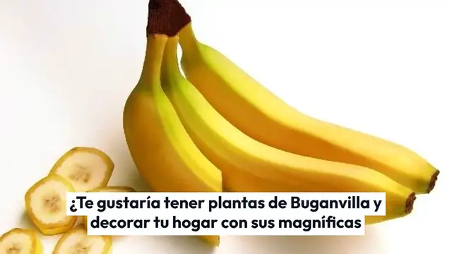 Video thumbnail for Buganvilla: reprodúcela hasta el infinito con el truco de la banana como los viveristas
