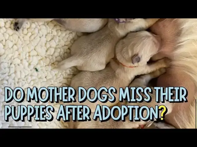 Video thumbnail for Do Mother Dogs Miss Their Puppies After Adoption?