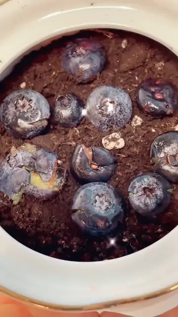 Video thumbnail for How To grow a blueberry plant, soil method