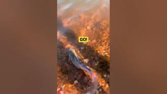 'Video thumbnail for Channel catfish my daughter caught, spunky fella!'