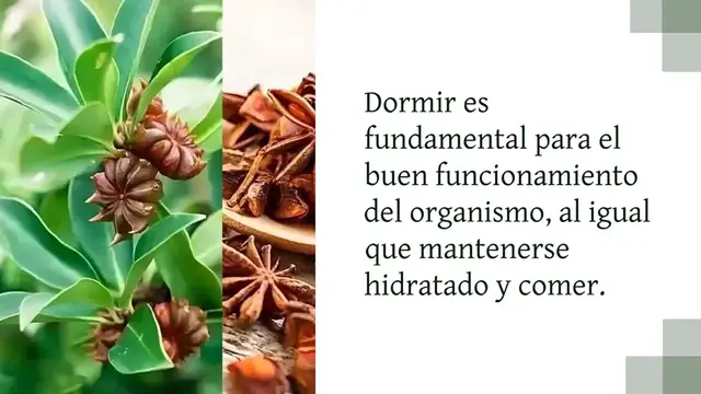 Video thumbnail for Todos deberíamos dormir con estas 4 plantas en el dormitorio: curan el insomnio y la apnea del sueño: