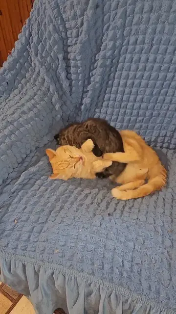 Video thumbnail for Kitten and Ginger Cat Sharing Playful Cuddles