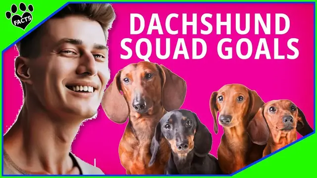 'Video thumbnail for Top 10 Reasons Why Dachshunds Make Exceptional Pets'