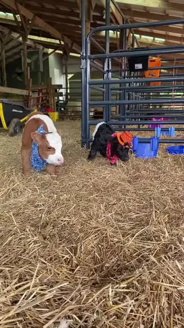 Video thumbnail for Tiny Cowboy Calves Facing Off in the Barn