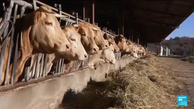 Video thumbnail for France says cattle disease under control as farm protests continue