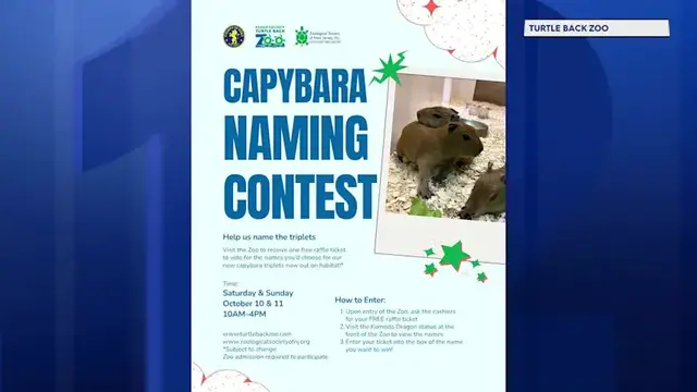 Video thumbnail for Help name Turtle Back Zoo's adorable new capybara triplets this weekend