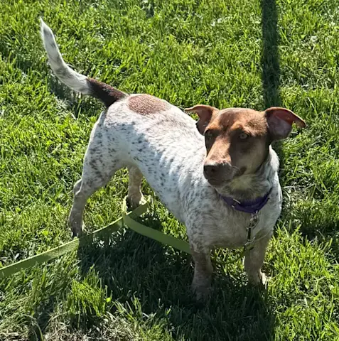 Video thumbnail for Paws and Pals: Juno is a small dog with a big personality