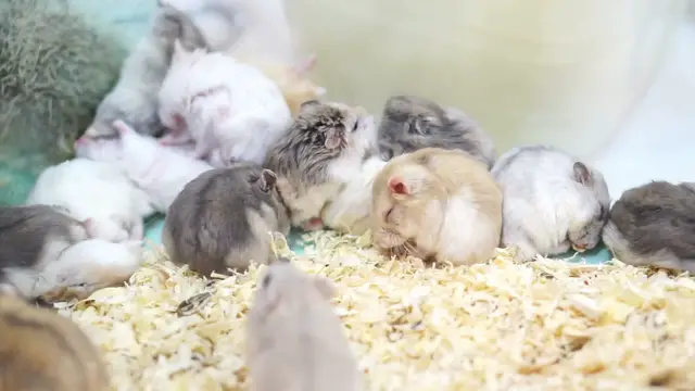 Video thumbnail for video-of-hamsters-playing-and-eating-together-SBV-304659800-HD