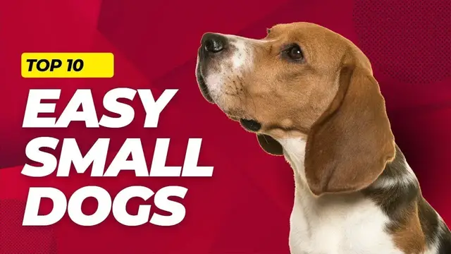 'Video thumbnail for The Easiest Small Dogs to Own: 10 Low-Maintenance Breeds You’ll Adore AI 4k Remaster'
