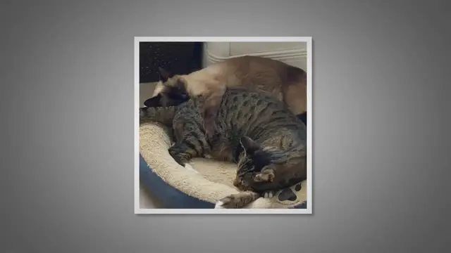 Video thumbnail for Why Are Siamese Cats So Needy?