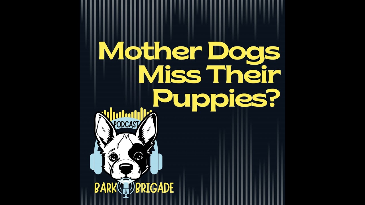 Video thumbnail for Do Mother Dogs Miss Their Puppies After Adoption?