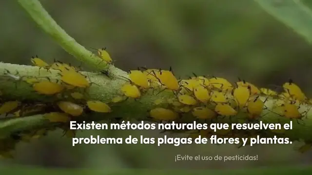 'Video thumbnail for Liberará todas tus flores y plantas de plagas: nunca lo había tenido tan exuberante'