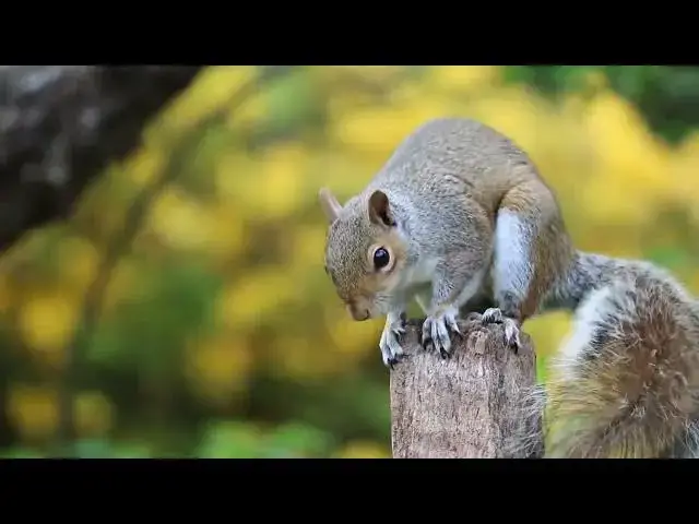 Video thumbnail for Squirrel