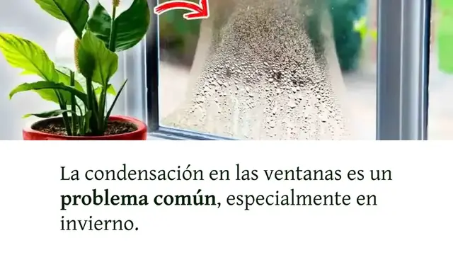 Video thumbnail for Elimine la condensación con estas 4 plantas de interior: