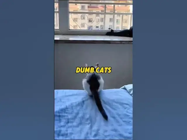 'Video thumbnail for Dumbest Cats Ever Caught on Camera 😂 #funny #storymoment #viralvideos #memes #emotionalmoments'