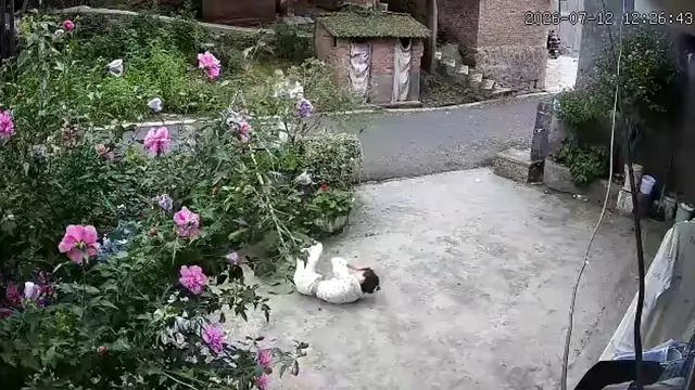 Video thumbnail for Woman Falls After Leaning on Giant Sunflower in China