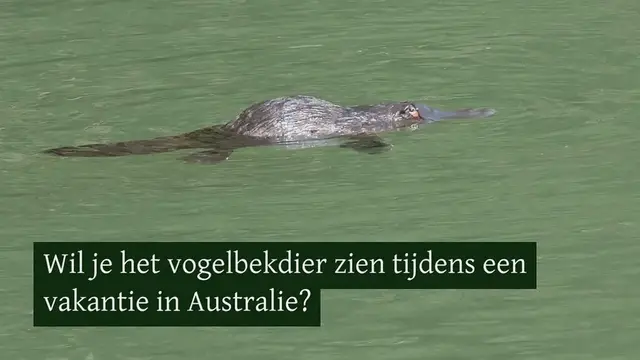 Video thumbnail for Op zoek naar het vogelbekdier in Eungella National Park