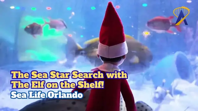 Video thumbnail for The Sea Star Search with The Elf on the Shelf at Sea Life Orlando
