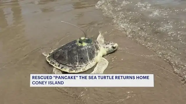 Video thumbnail for Endangered sea turtle ‘Pancake’ returns to the Atlantic after months of rehabilitation