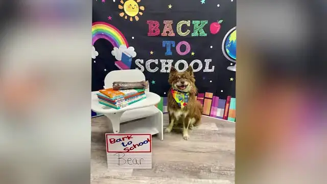 Video thumbnail for Doggy Daycare Back To School Photo Shoot | Happily TV