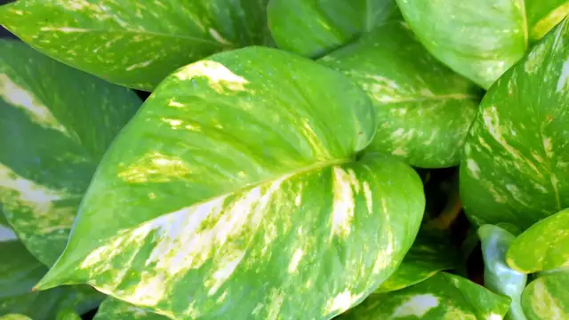 Video thumbnail for Growing Pothos in Water