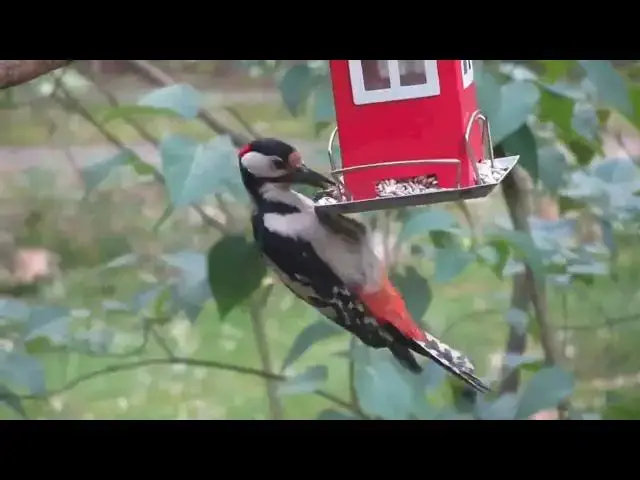 Video thumbnail for Birds flying