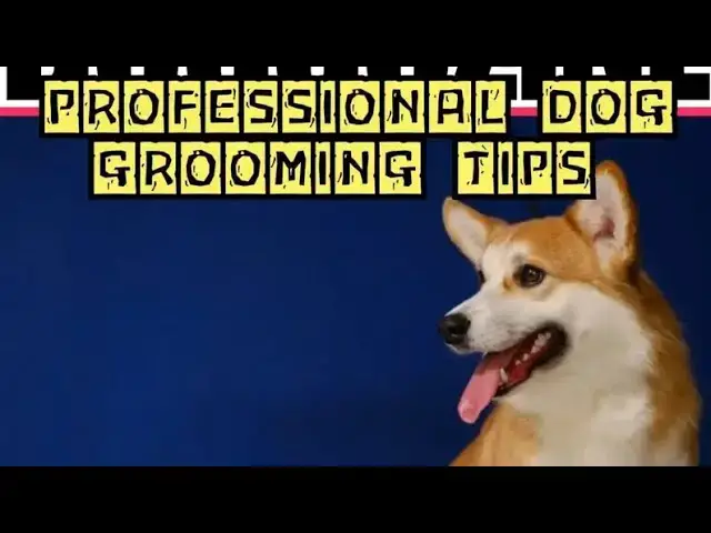 'Video thumbnail for Professional Dog Grooming'