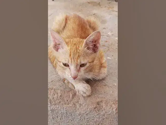 Video thumbnail for Cute Cato at Resting Mood | #cat #cute #kitten #relaxing #relax #youtubeshorts