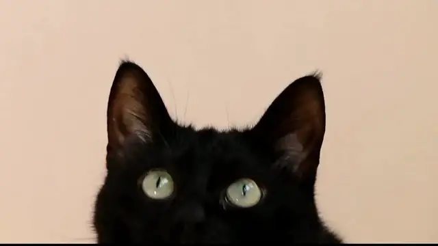 Video thumbnail for How_do_cats_know_exactly_when_their_owners_are_coming_homeWhy_are_cats_so_go