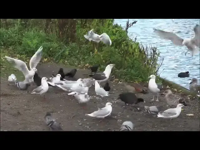 Video thumbnail for Gull