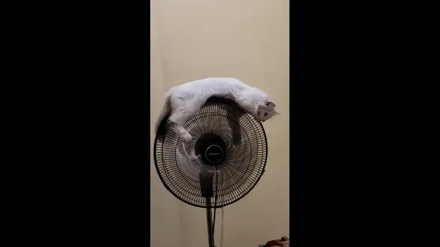 Video thumbnail for Cat Calmly Rides on a Moving Fan in Surabaya