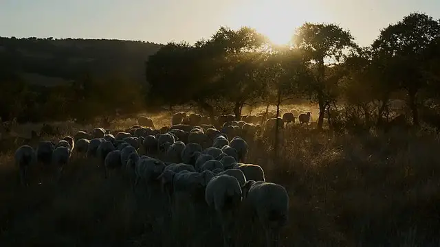 'Video thumbnail for In Spain, migrants are saving sheep farms by taking over shepherding'