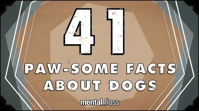 'Video thumbnail for 41 Facts About Dogs - mental_floss on YouTube (Ep.213)'