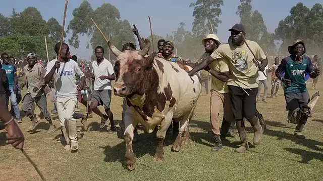 Video thumbnail for In Kenya's Kakamega County, bullfighting boosts the economy and social unity