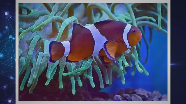 Video thumbnail for Can A Mantis Shrimp Hurt A Human? Revealed