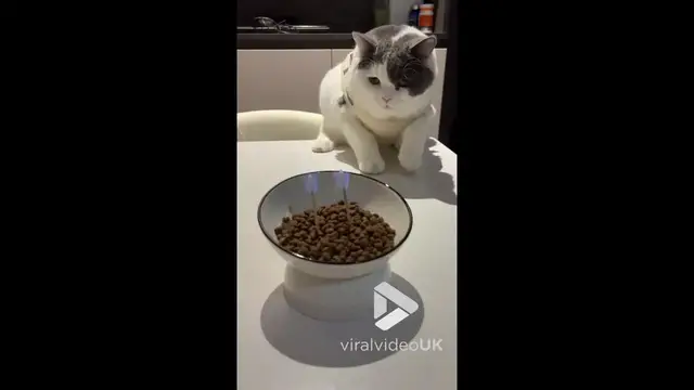 'Video thumbnail for VV5033 Cat’s birthday turns into a small disaster'