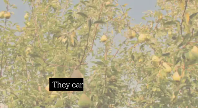 Video thumbnail for How big can pear trees get 🤔