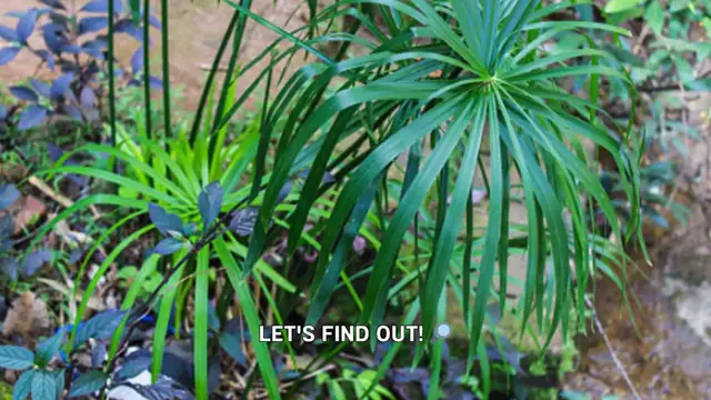 Video thumbnail for Are spider plants poisonous 🤔