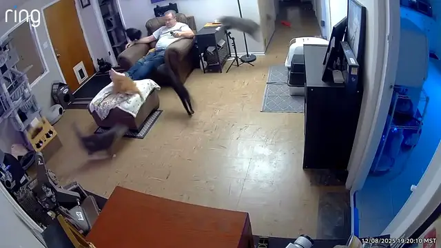 Video thumbnail for Excited Cats Go Wild for Food in New Mexico