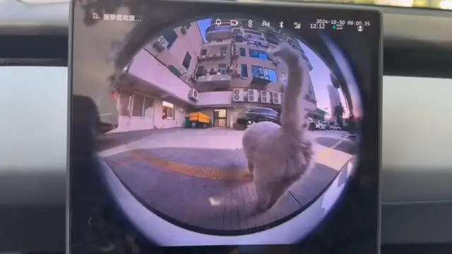 Video thumbnail for Stray Cat Marks Car Dashcam in Guangdong